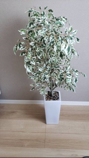 観葉植物