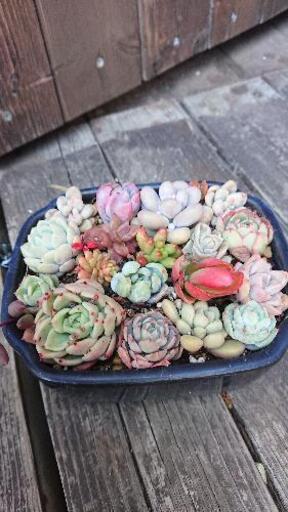 多肉寄せ植え    陶器