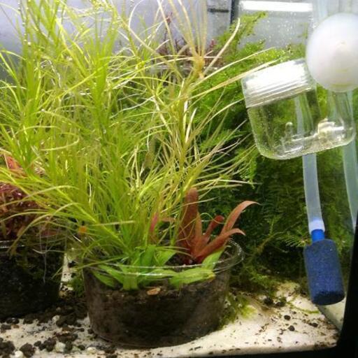 水草寄せ植えカップ Grents 田尾寺のその他の中古あげます 譲ります ジモティーで不用品の処分