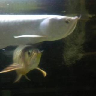 その他 プラチナシルバーアロワナ、熱帯魚、古代魚