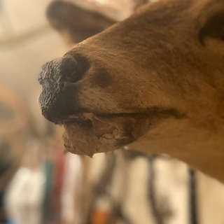 オジロジカ　剥製　