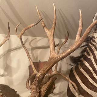 オジロジカ　剥製　