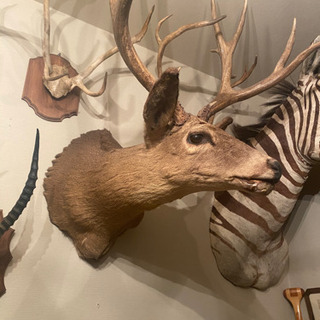 オジロジカ　剥製　