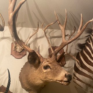 オジロジカ　剥製　