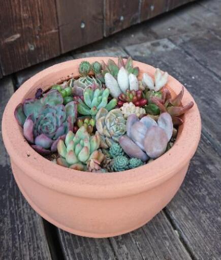 多肉寄せ植え  テラコッタ