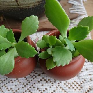 中古弁慶草が無料 格安で買える ジモティー