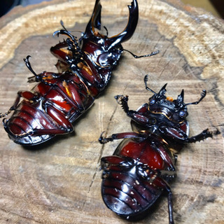 ♂♀ペア】レギウスオオツヤクワガタ②