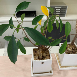 観葉植物2つセット⭐︎鉢付きコンパクト小さめサイズ