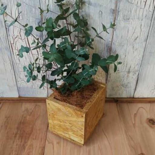 観葉植物 ユーカリポポラス ゆっぴー 亀有の家具の中古あげます 譲ります ジモティーで不用品の処分