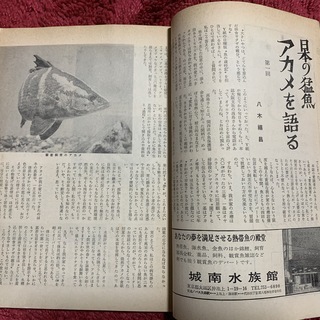 訳あってお買い得！30～80％OFF 古いフィッシュマガジン、アクアライフ創刊号、全部で128冊 趣味