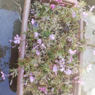 芝桜 ピンクと薄紫で数十株 プランターごと 青白革命 東武宇都宮のその他の中古あげます 譲ります ジモティーで不用品の処分 芝桜 ピンクと薄紫で数十株 プランターごと 青白革命 東武宇都宮のその他の中古あげます 譲ります ジモティーで不用品の処分