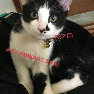 ねこ 探しています