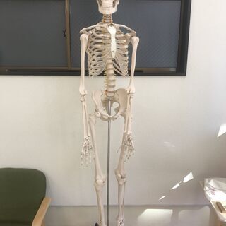 骨格模型 人体模型 スケルトン 骨格標本 全身 