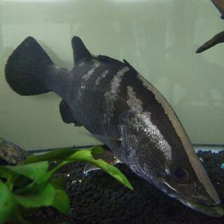 アカメ