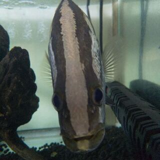 アカメ