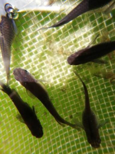 メダカオロチ1cm Up10匹1000円 もとまさ 和歌山港のその他の中古あげます 譲ります ジモティーで不用品の処分