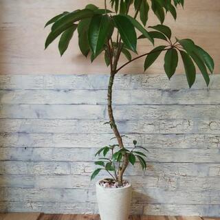 ツピタンサス/盆栽、多肉植物、塊根植物、観葉植物通販/KIDORI