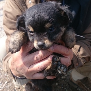 子犬の里親募集中 愛知県瀬戸市南山口町 Nikaidoum 山口の犬の里親募集 ジモティー