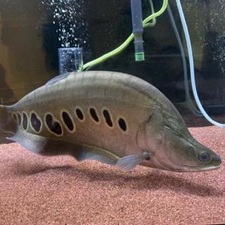 スポテッドナイフ