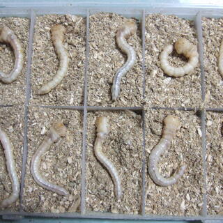 良質  ヤマトタマムシ 10頭セット 幼虫 その他