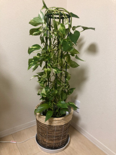 ポトス 観葉植物 思いが伝わるハートの葉っぱ ポトス オウゴンカズラ 8号鉢 タワー仕立て インテリアグリーン インテリア 大型 サロン 由里絵 淡路のその他の中古あげます 譲ります ジモティーで不用品の処分