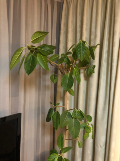 観葉植物 大きな葉っぱ 10号鉢 タワー 大きい インテリアグリーン インテリア 大型 サロン 癒し ヒーリング 緑 整骨院 病院 ルーム 由里絵 淡路のその他の中古あげます 譲ります ジモティーで不用品の処分 観葉植物 大きな葉っぱ 10号鉢 タワー 大きい インテリアグリーン インテリア 大型 サロン 癒し ヒーリング 緑 整骨院 病院 ルーム 由里絵 淡路のその他の中古あげます 譲ります ジモティーで不用品の処分