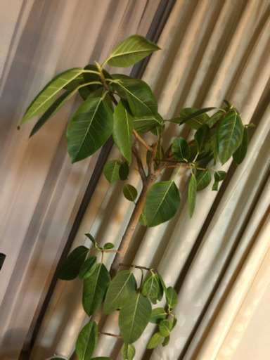 観葉植物 大きな葉っぱ 10号鉢 タワー 大きい インテリアグリーン インテリア 大型 サロン 癒し ヒーリング 緑 整骨院 病院 ルーム 由里絵 淡路のその他の中古あげます 譲ります ジモティーで不用品の処分 観葉植物 大きな葉っぱ 10号鉢 タワー 大きい インテリアグリーン インテリア 大型 サロン 癒し ヒーリング 緑 整骨院 病院 ルーム 由里絵 淡路のその他の中古あげます 譲ります ジモティーで不用品の処分