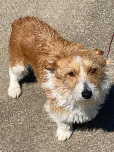 ジャックラッセルテリアとコーギーのミックス犬 アキ 羽生のその他の里親募集 ジモティー ジャックラッセルテリアとコーギーのミックス犬 アキ 羽生のその他の里親募集 ジモティー