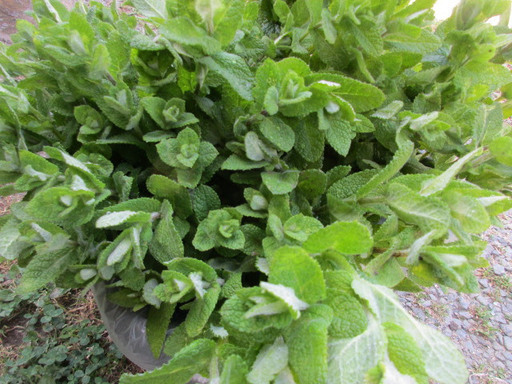 超激安 アップルミントの苗１０株モグラ除け 猪の掘り返し防止 畦の保全に 虫除けハーブ ハッカ 害虫対策 阿東の破格米取扱い 名草のその他の中古あげます 譲ります ジモティーで不用品の処分