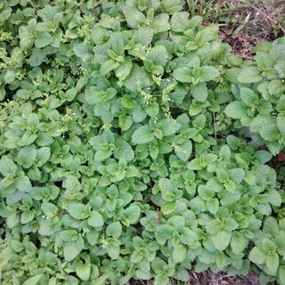 超激安 アップルミントの苗１０株モグラ除け 猪の掘り返し防止 畦の保全に 虫除けハーブ ハッカ 害虫対策 阿東の破格米取扱い 名草のその他の中古あげます 譲ります ジモティーで不用品の処分