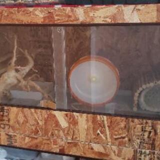爬虫類木製ゲージ(オーダー品使用品)90センチ特大サイズ