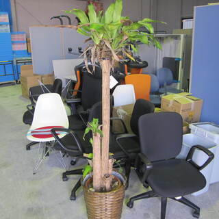 大阪府 茨木市の中古観葉植物が無料 格安で買える ジモティー
