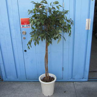 大阪府 茨木市の中古観葉植物が無料 格安で買える ジモティー