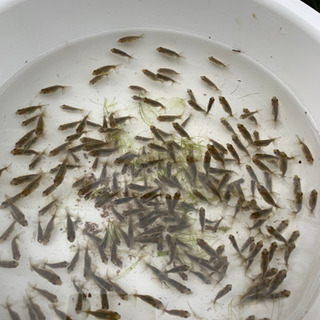 タイムセール 蘭鋳 らんちゅう 金魚赤ちゃん10匹 Marie85 小机のその他の中古あげます 譲ります ジモティーで不用品の処分