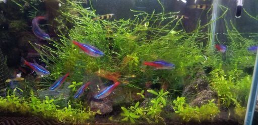 熱帯魚ネオンテトラ8匹差しあげます ノエル 品川のその他の中古あげます 譲ります ジモティーで不用品の処分 熱帯魚ネオンテトラ8匹差しあげます ノエル 品川のその他の中古あげます 譲ります ジモティーで不用品の処分