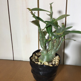 中古アデニウムが無料 格安で買える ジモティー