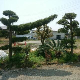 まきの木 イヌマキ 1.5m 露地 苗木 イヌマキ 植木 木」の人気商品一覧