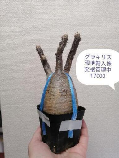 値下げ！パキポディウム　グラキリス
