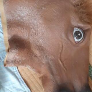 馬の被り物 しょうや 黒松のパーティグッズの中古あげます 譲ります ジモティーで不用品の処分