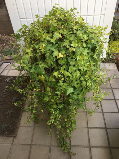 大鉢 斑入り斑なしアイビーの寄せ植え Hirozak 鷺ノ宮の家庭用品 ガーデニング の中古あげます 譲ります ジモティーで不用品の処分