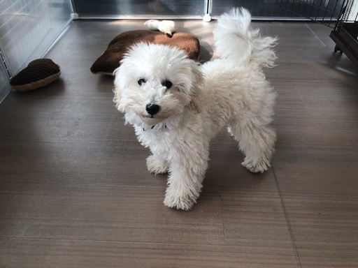 トイプードルホワイト 4カ月の仔犬 じゅん 千代田のトイプードルの里親募集 ジモティー トイプードルホワイト 4カ月の仔犬 じゅん 千代田のトイプードルの里親募集 ジモティー