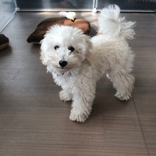 トイプードル　ホワイト♂　4カ月の仔犬