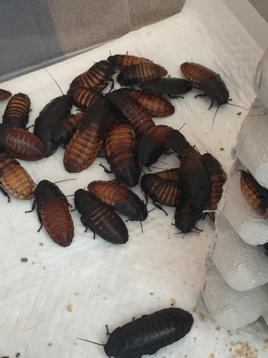マダゴキ、爬虫類の餌