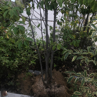庭木　ソヨゴ　背丈2m程度