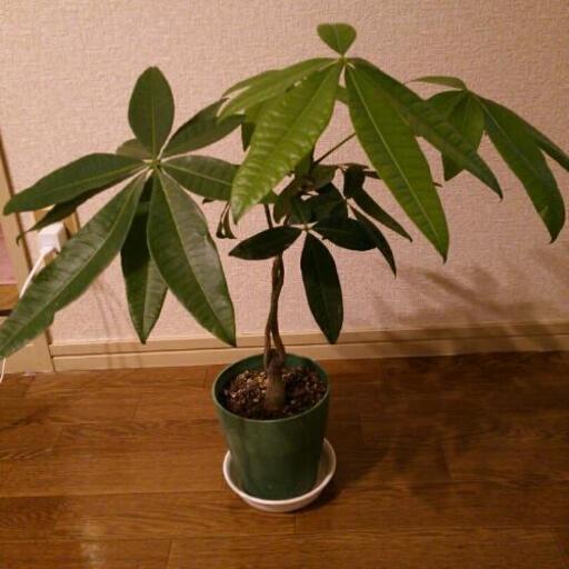 風水 観葉植物 パキラ はは 川間のその他の中古あげます 譲ります ジモティーで不用品の処分