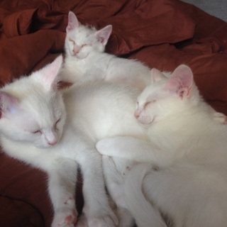 生後三ヶ月位 白子猫  3匹