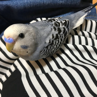 迷子のセキセイインコを探してください！