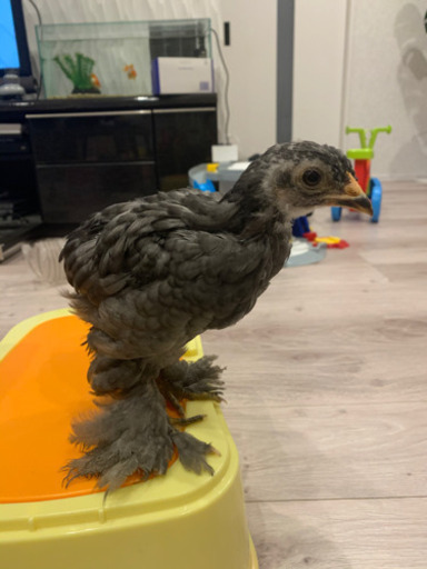 ニワトリ のヒナ 種類 ブラマ ヒナのお母さんも同時募集 Sari 育児中 新大津のその他の里親募集 ジモティー