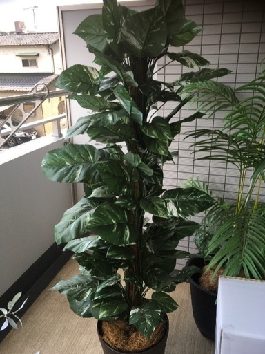 観葉植物　イミテーション