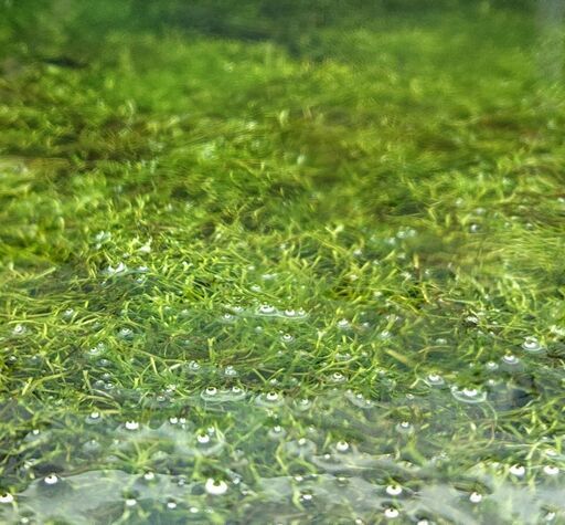 リシア 増え過ぎたのでもらって下さい 水草カヅノゴケウキゴゲコケ苔 ジモティーアクア 宮之阪のその他の中古あげます 譲ります ジモティーで不用品の処分